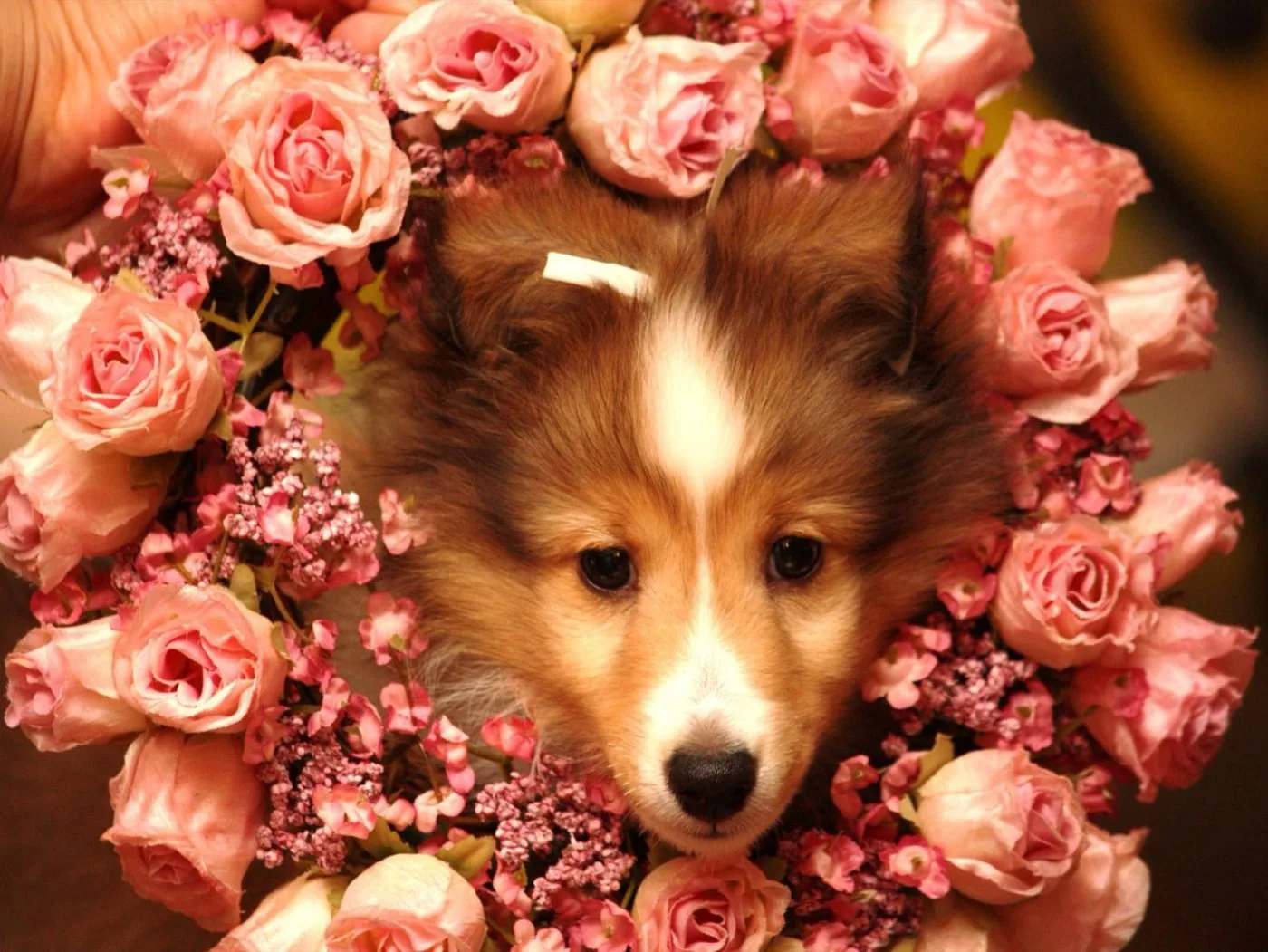 お花のリースからこんにちは