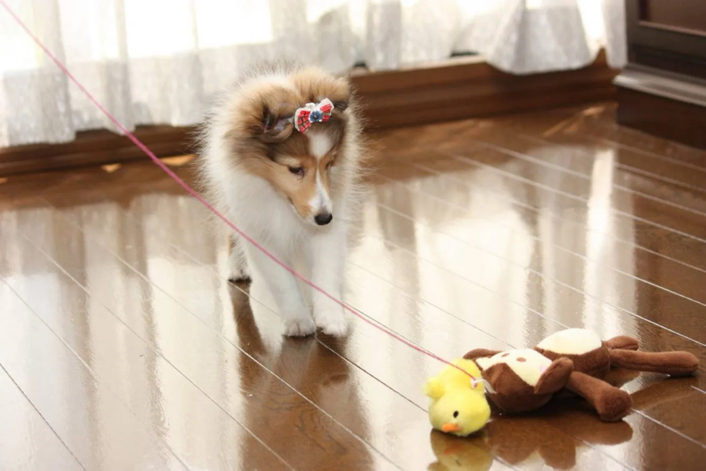 廊下の向こうにおもちゃ発見